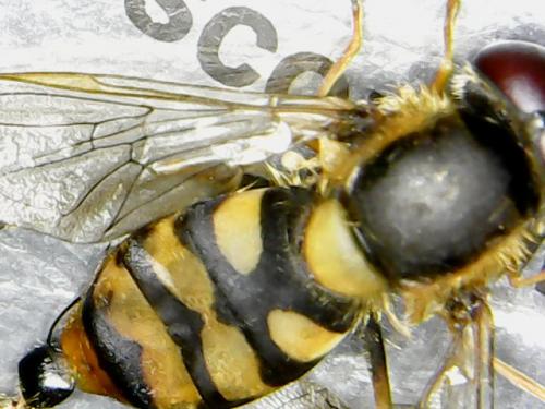 Eupeodes corollae